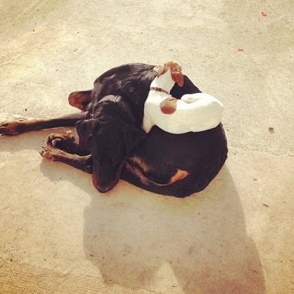 domainedelalicorne.fr Elevage de beauceron chiot beauceron pure race élevage du clos de la licorne elevage des gardiens de la licorne elevage beauceron noir et feu authentique gros gabarits élevage de Beauceron familial sérieux et qualité domainedelalicorne.fr suivi des chiots conseil d’éducation chiot propre bas rouge santé caractère spécialiste du beauceron noir et feu ou arlequin chien rustique berger de France  nos chiots sont élevés avec amour et attention notre passion au service de la qualité Beauceron de qualité et sportif domaine de la licorne 04380 BARRAS élevage en liberté éleveur berger de beauce élevage de beauceron de travail 